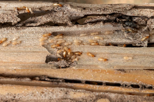 Best Flea Control Services  in Ridgewood, NJ
