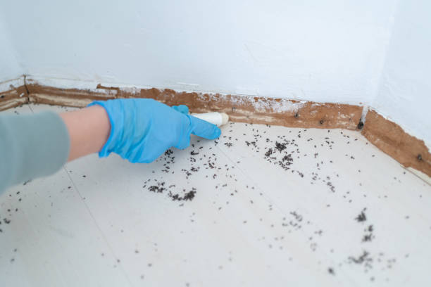 Professional Pest Control in Ridgewood, NJ