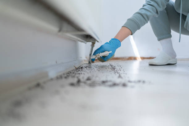 Best Local Pest Control Services  in Ridgewood, NJ